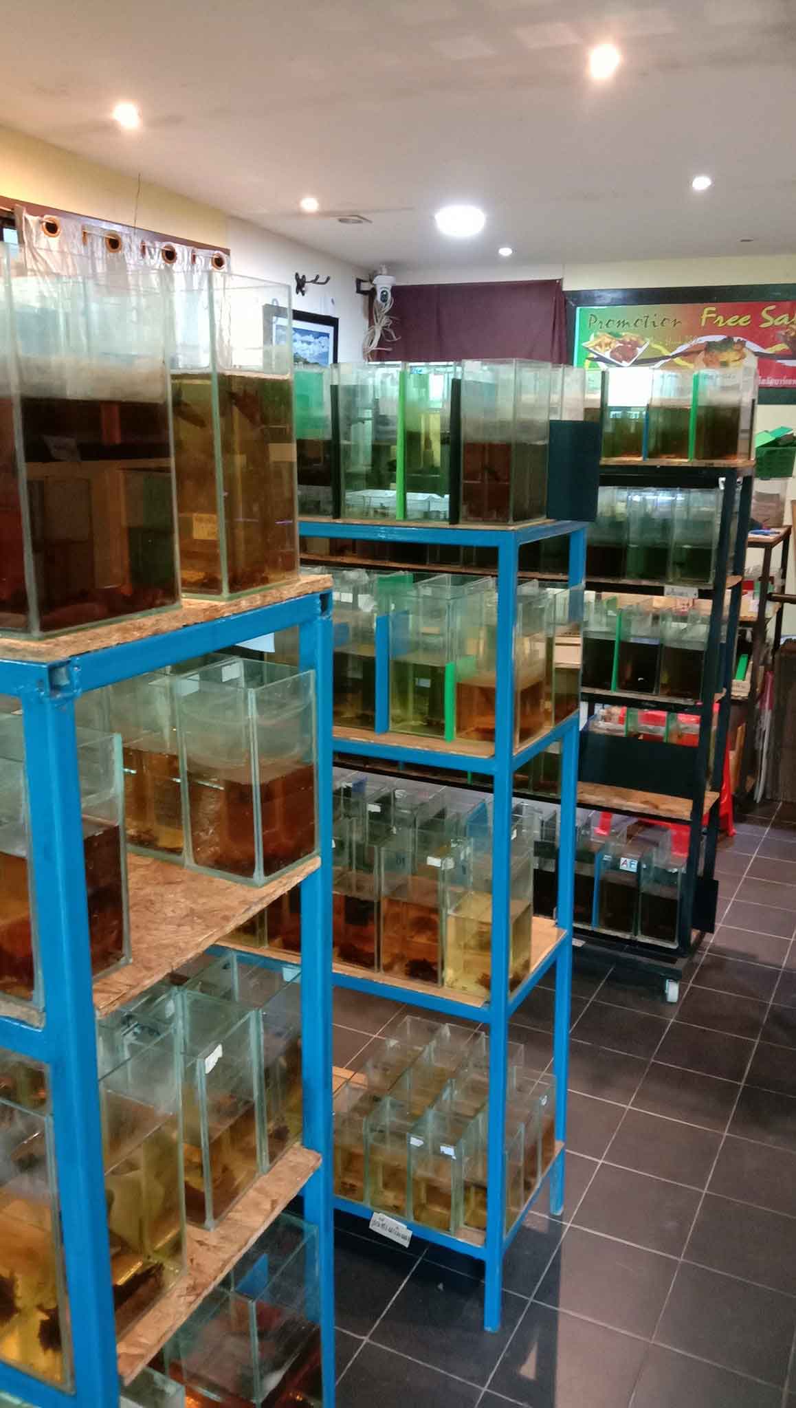 Inside view of AF Plakad Thai shop showing display racks and tanks